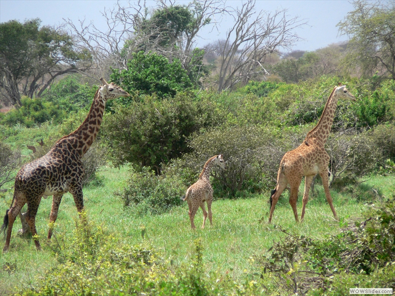 Eine Giraffen-Familie