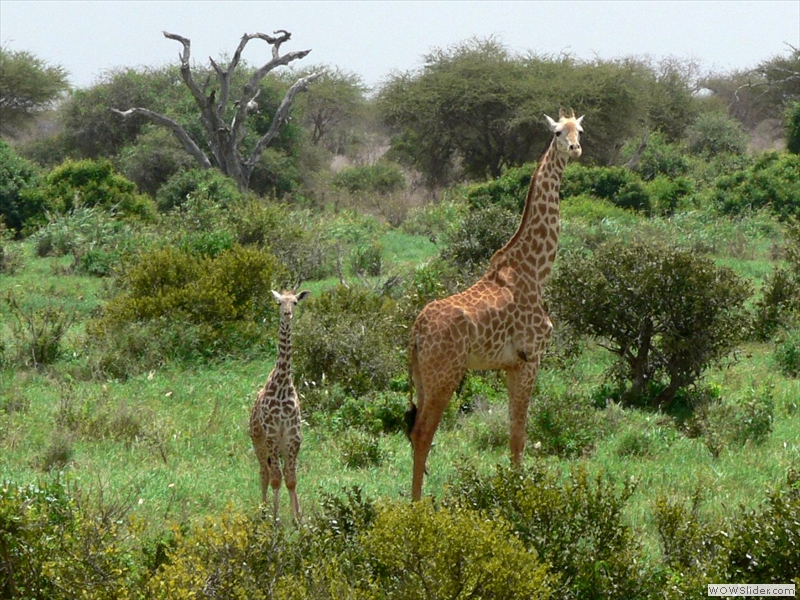 Mutter und Kind Giraffe