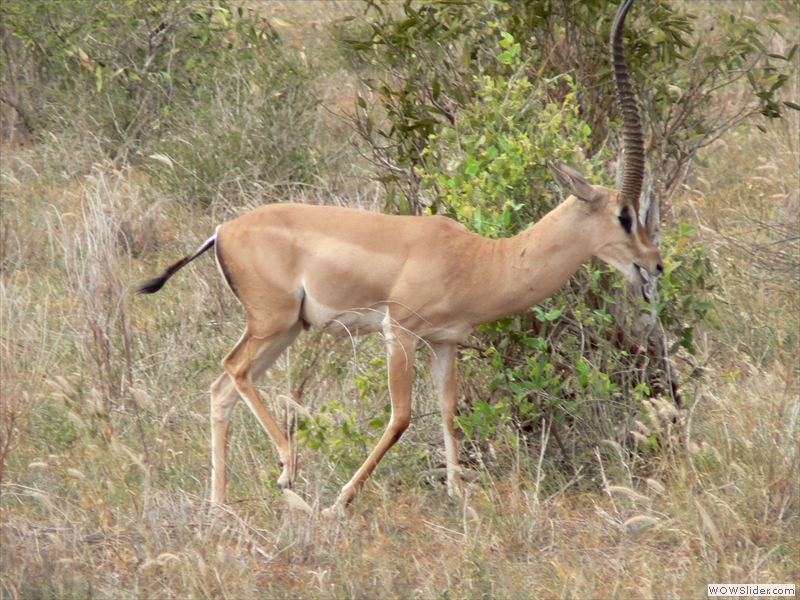 Hier eine große Antilope