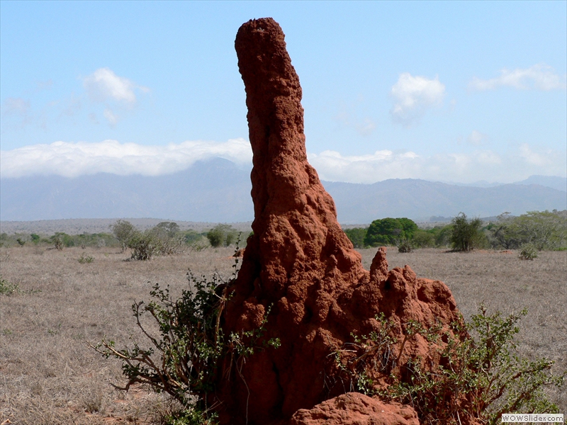 Ein Termitenhügel