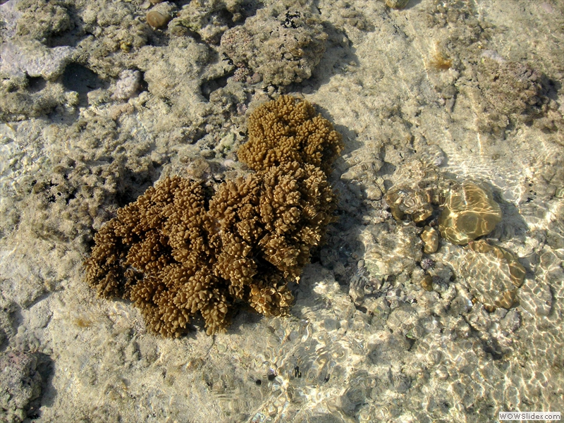Schöne Koralle auf dem Riffdach