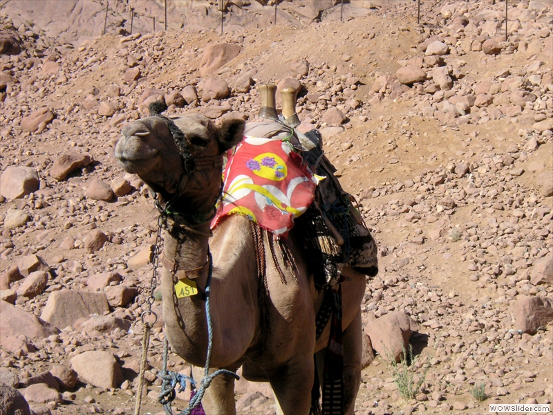 Noch ein Kamel-Taxi