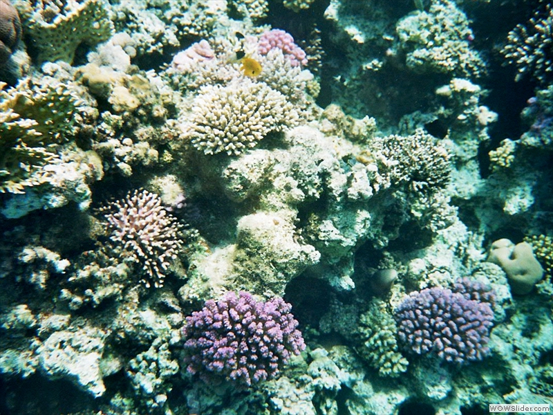 Schön gefärbte Korallen