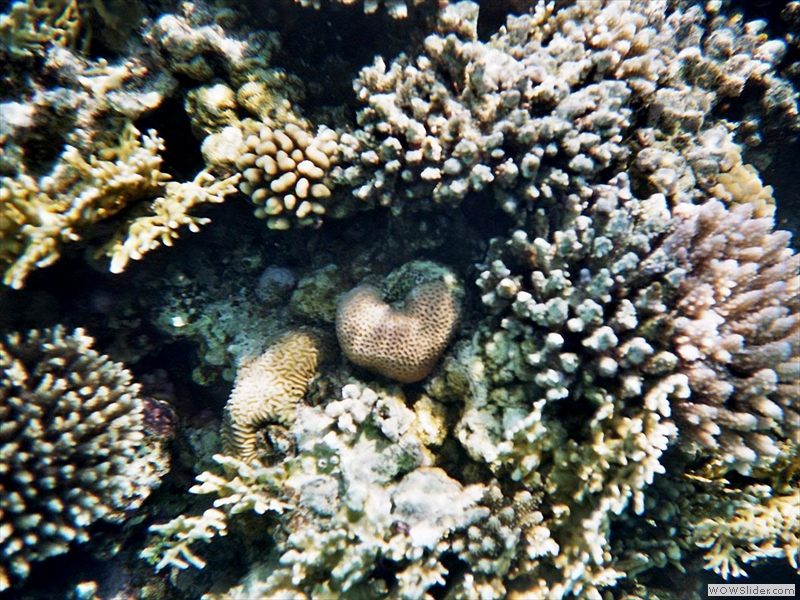 Noch mehr schöne Korallen