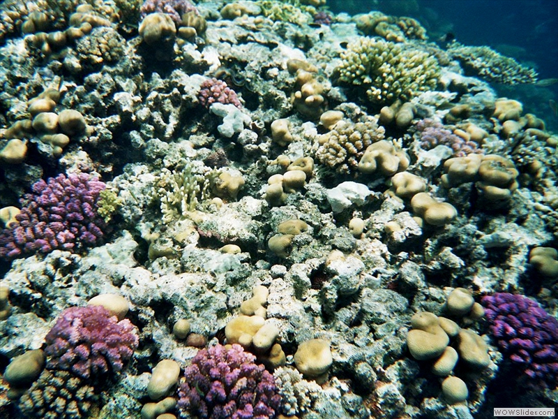 Und wieder bunte Korallen