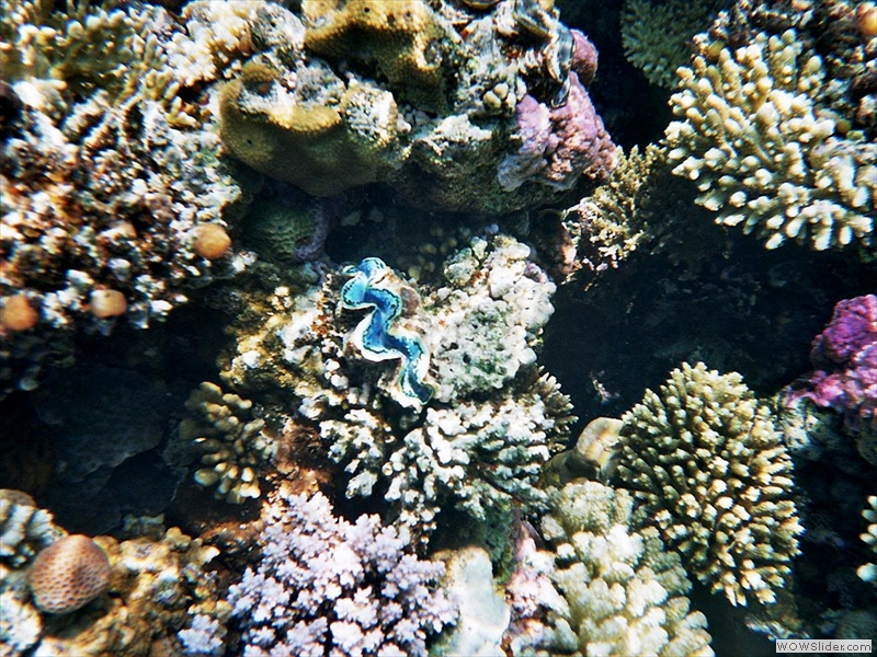 Wieder unter Wasser bei schönen Korallen und Muscheln