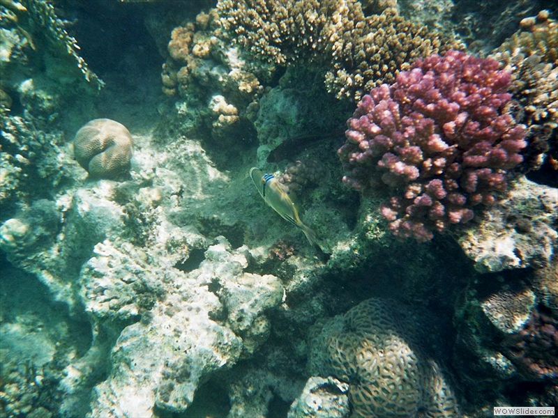 Korallen mit Fisch