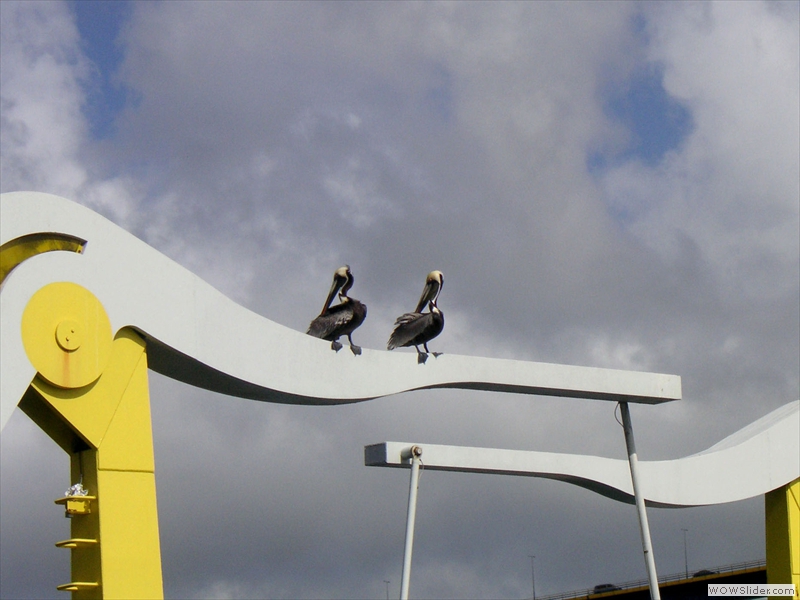 Pelikane auf der Königin-Wilhelmina-Brücke