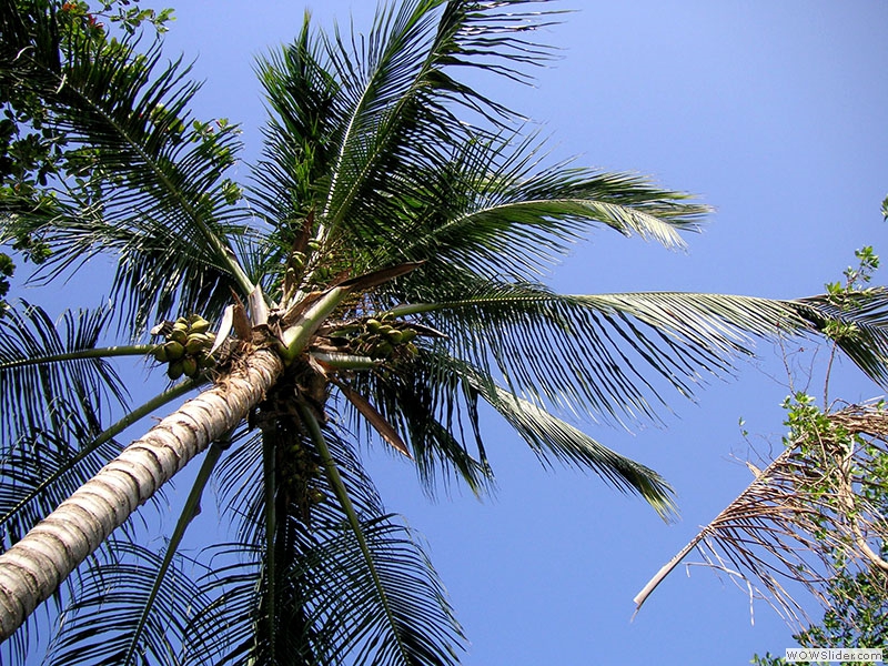 Schöne Palmenperspektive