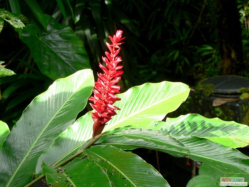Tropische Blume im Nationalpark