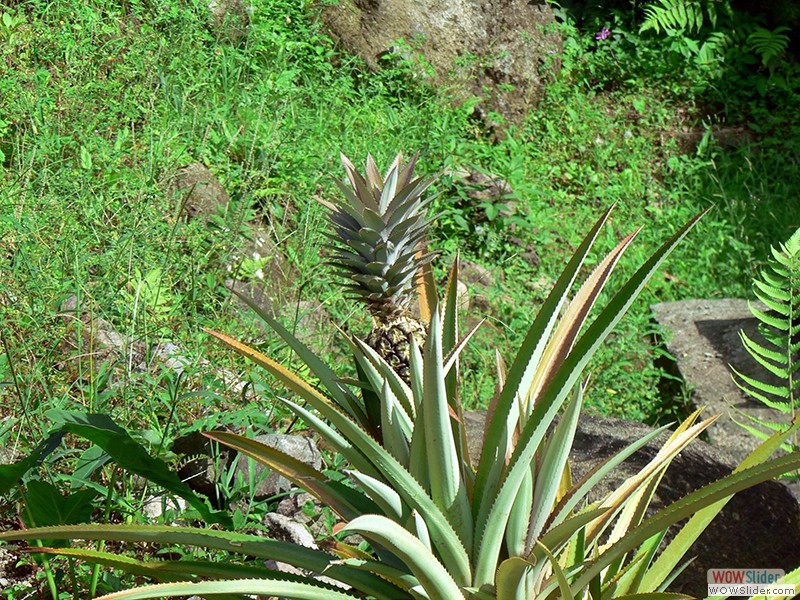 Eine Ananaspflanze