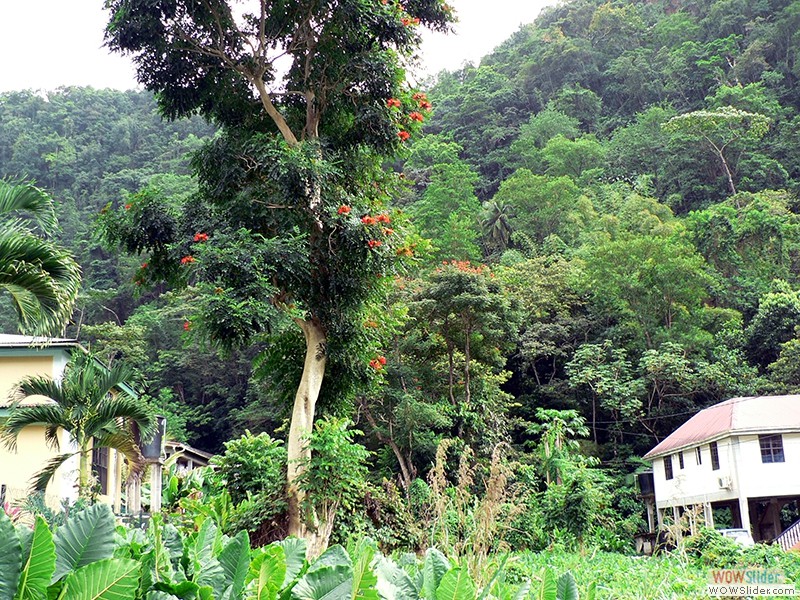 Ein typischer Baum mit roten Blüten