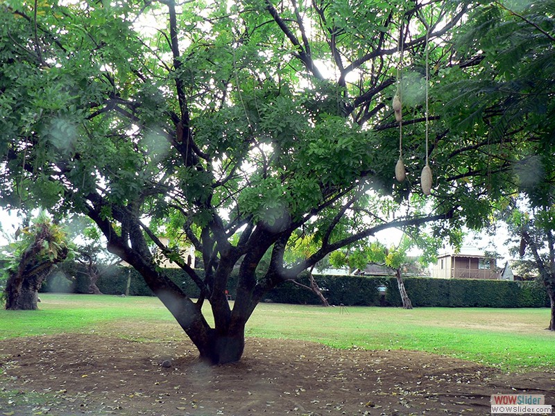 Ein Leberwurstbaum im Botanischen Garten