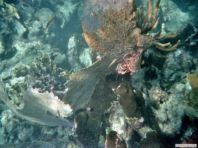 Unterwasserwelt vor der kleinen Isla Catalina