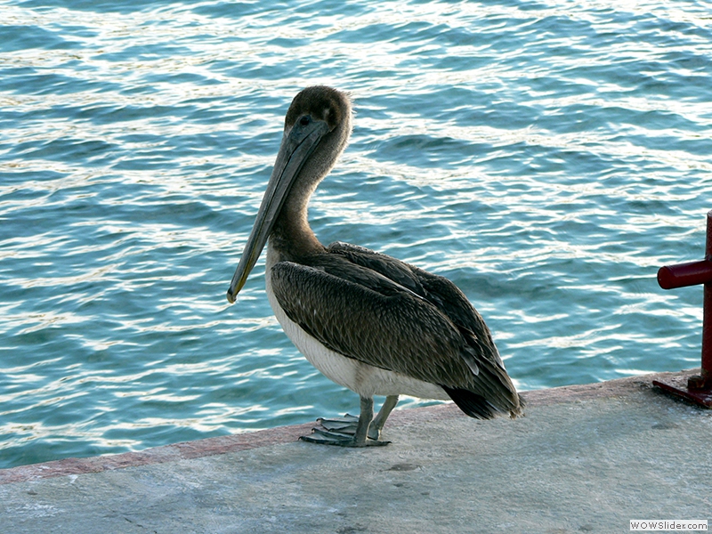 Ein Pelikan
