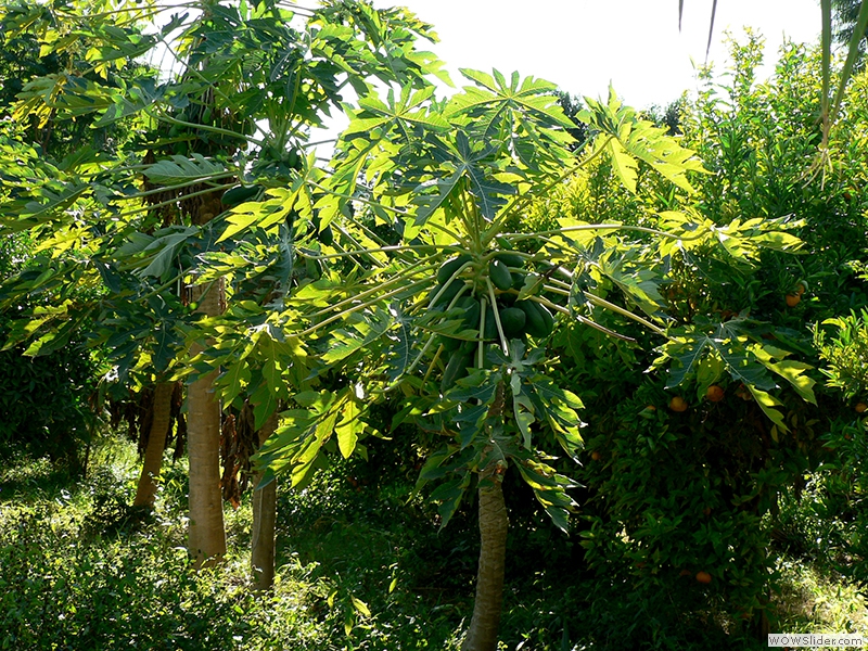 Ein Papayabaum
