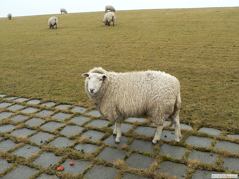 Da gibt es auch Schafe