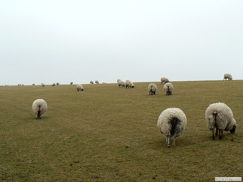 Und noch viel mehr Schafe