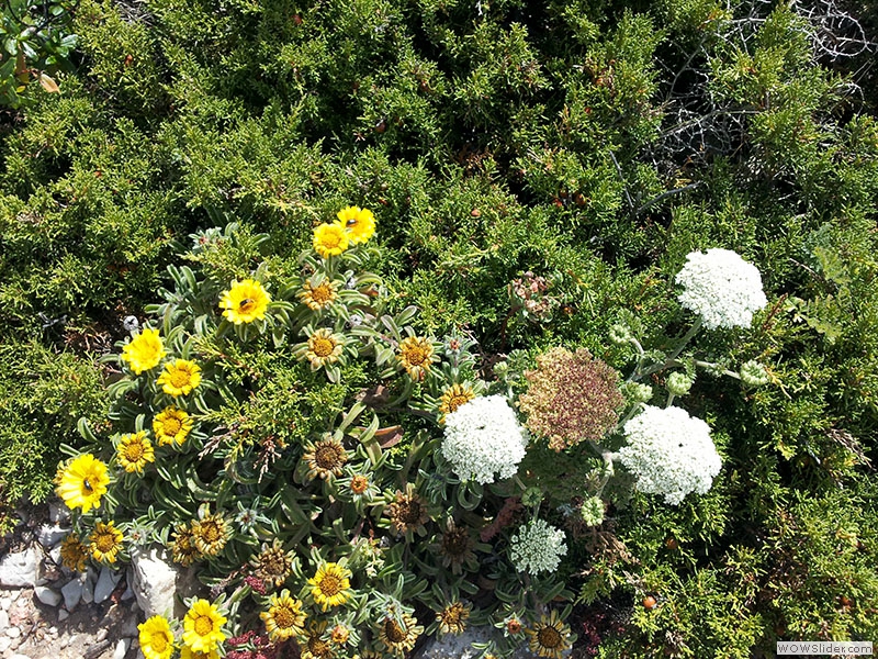 Viele Pflanzen auf dem Felsplateau