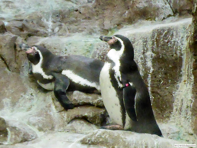 Im Pinguin Planet - Humbodt-Pinguine
