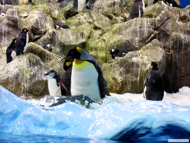 Im Pinguin Planet - Königspinguine