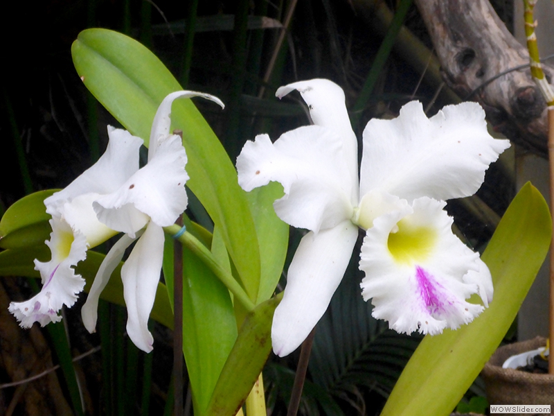 Im Orchideenhaus