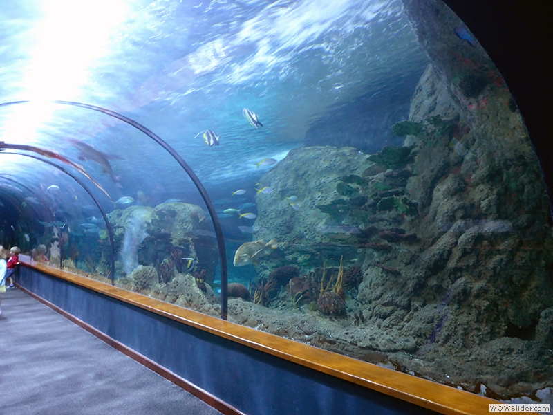 Im großen Aquarium