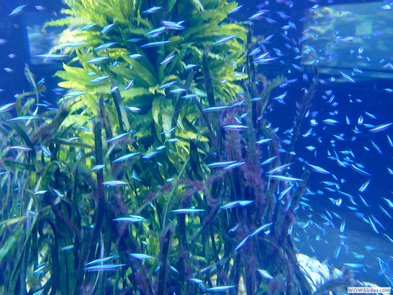Im großen Aquarium