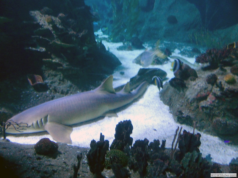 Im großen Aquarium - ein Hai