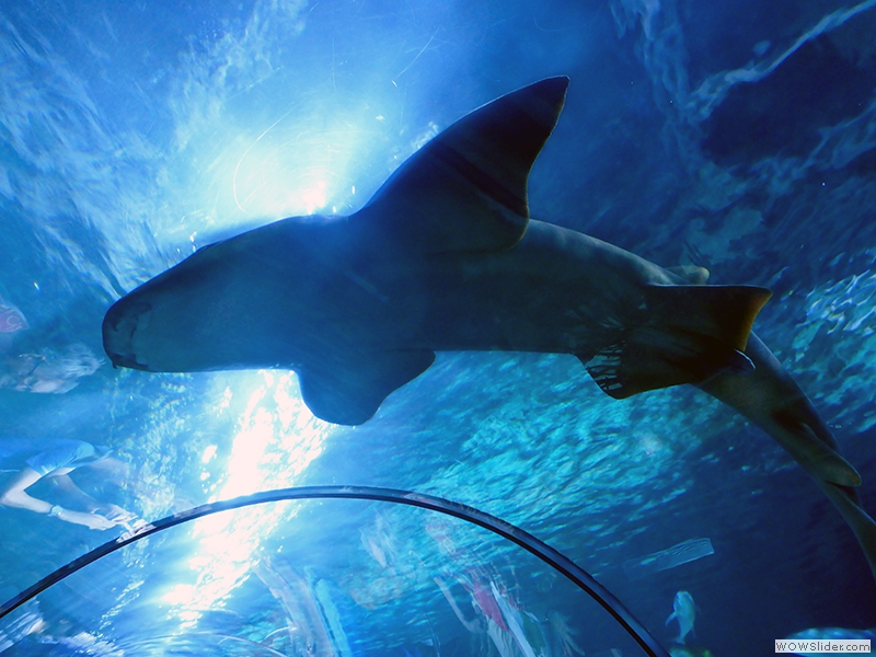 Im großen Aquarium - ein Hai liegt auf dem Glastunnel