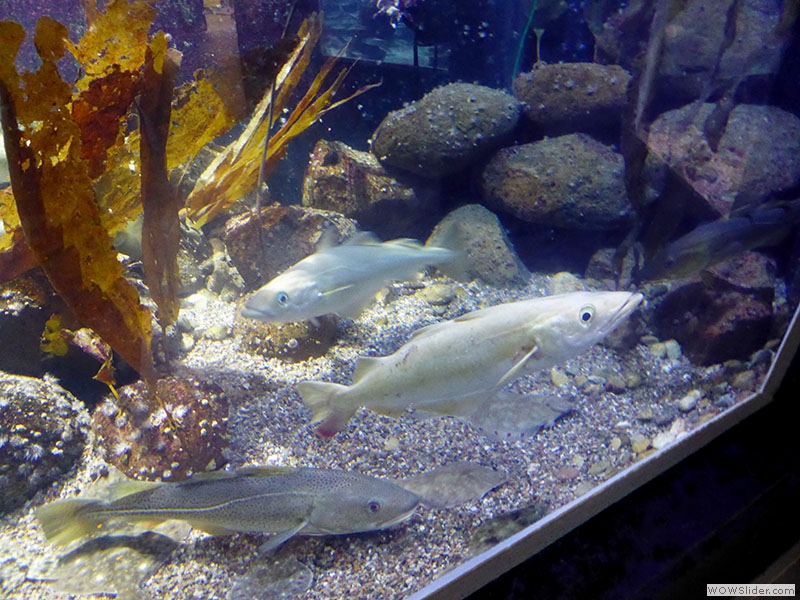 Aquarium GEOMAR