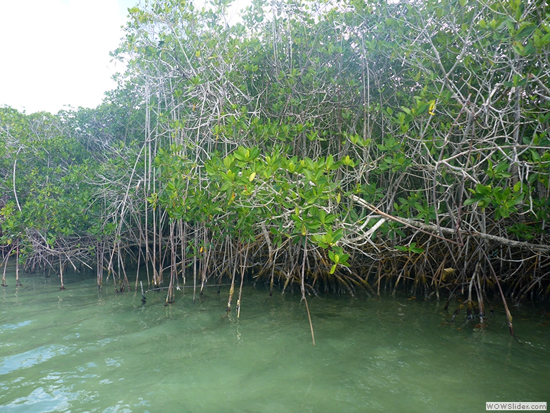 Die Mangroven