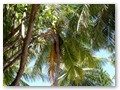 Unterwegs auf der Insel
Auf der Insel stehen viele Palmen und Bäume