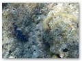 Schnorcheltour
Eine Muschel und Koralle