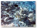 Schnorcheltour
Ein Schwarm Scherenschwanz-Soldatenfische
mit Orient Süßlippen Fisch