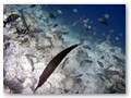 Schnorcheltour
Ein Schwarm Scherenschwanz-Soldatenfische mit Nasenfisch