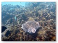 Schnorcheltour
Eine Koralle