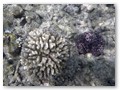 Schnorcheltour
Korallen