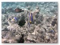 Schnorcheltour
Verschiedene Korallenfische