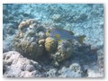 Schnorcheltour
Ein Orient Süßlippen Fisch