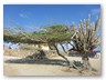 An der Alto-Vista-Kapelle
Der auf Aruba bekannte Divi-Divi-Baum