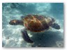 Am Schildkröten-Strand
Schildkröte