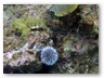 Schnorcheltour
Der erste Schnorchelstopp, Korallen und ein Seeigel