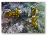 Schnorcheltour
Der erste Schnorchelstopp, Korallen