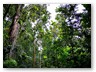 Maison de la Foret
Regenwald, viele hohe Bäume