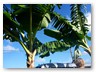 An einer Bananenplantage
Bananenblätter