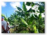 An einer Bananenplantage
Bananenstauden