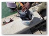In Anse La Raye
Die Ausbeute der Fischer