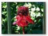 Im Botanischen Garten
Eine Etlinger elatior (Pink Torch Ginger)