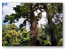 Der Botanische Garten
Wieder ein großer bewachsener Baum